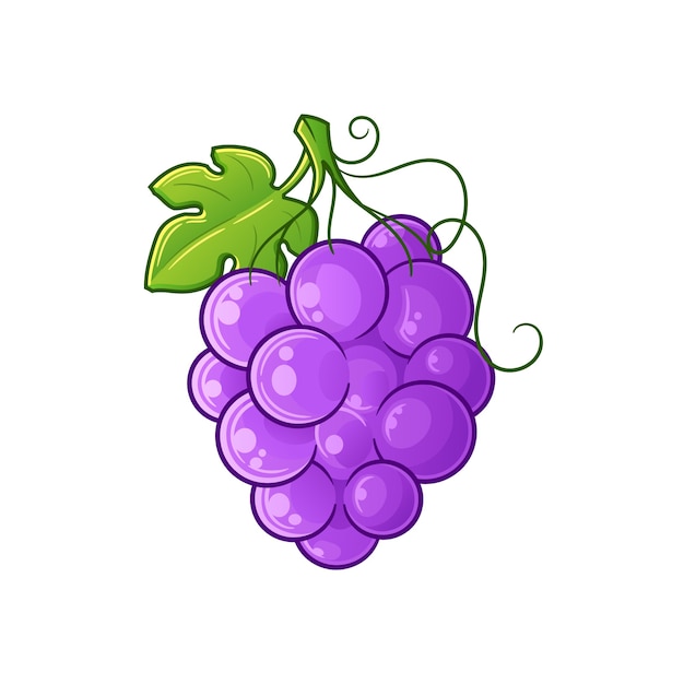 Grape cartoon isolated on white