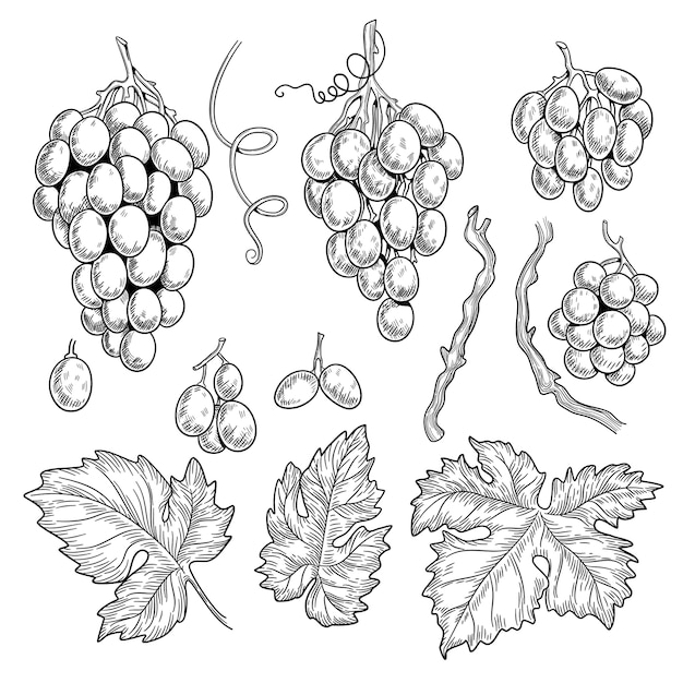 Grape doodle. Wine symbols for restaurant menu graphics engraving grape leaves vector hand drawn collection. Grape vine for vintage restaurant menu illustration