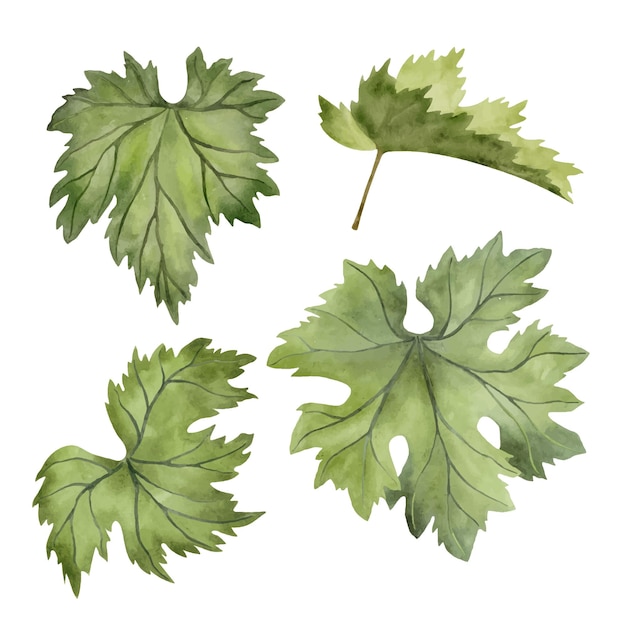 Grape leaf watercolor illustrations set Hand drawn botanical cl