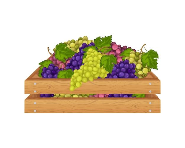 Grape wooden box with grapes multicolored bunches of grapes in a wooden box fruits in a package vect