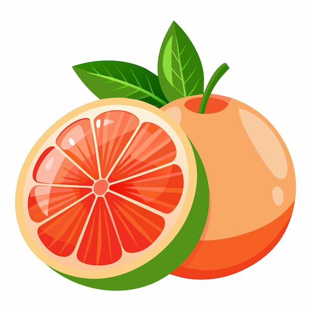 Grapefruit vector art illustration 8