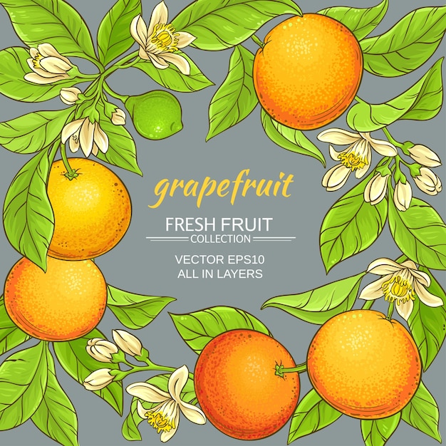 Grapefruit vector frame