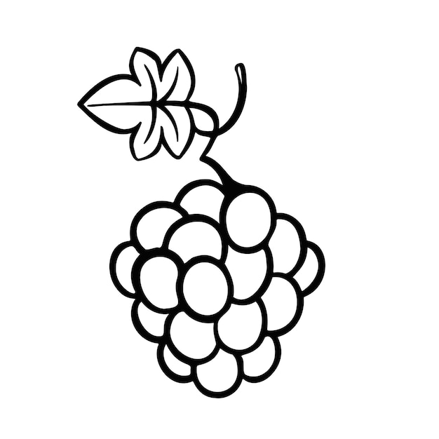 Grapes berries line monochrome illustration