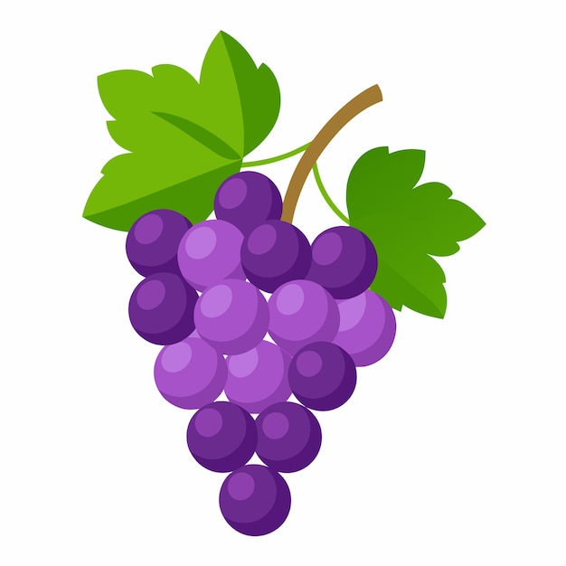 grapes fruit vector 4