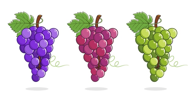 grapes illustrations vector set