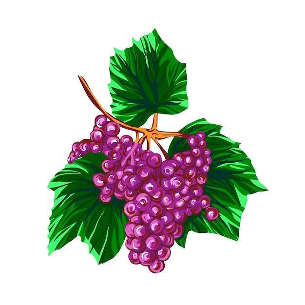 Grapes sketch hand drawn illustration