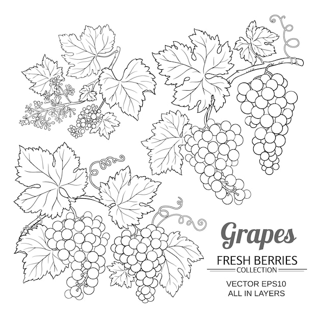 Grapes vector set