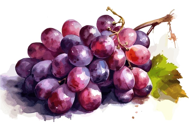 Grapes watercolor painting white background handpainted vector art painting illustration