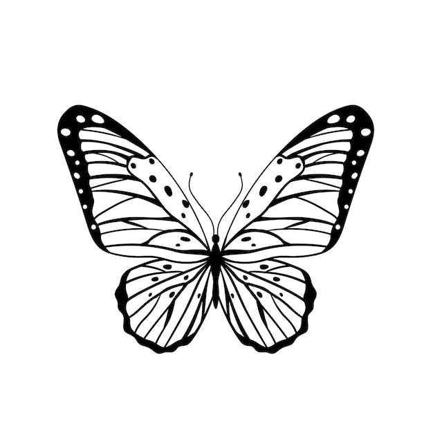 Graphic black Butterfly isolated on white background Vector illustration