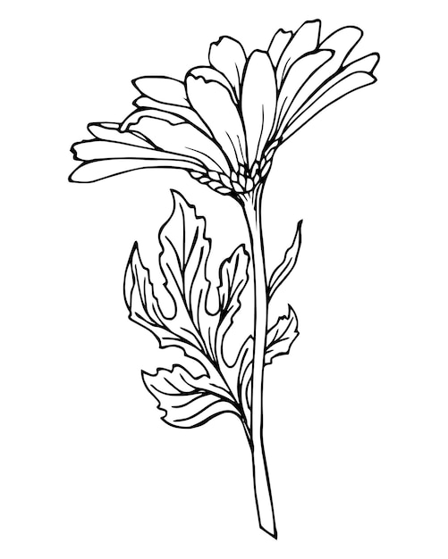 Graphic drawing of a chamomile flower black outline