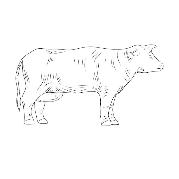 Graphic hand drawn cow. retro engraving of cow isolated on white background, farm animal, farm, livestock, cattle and dairy products. Vector illustration