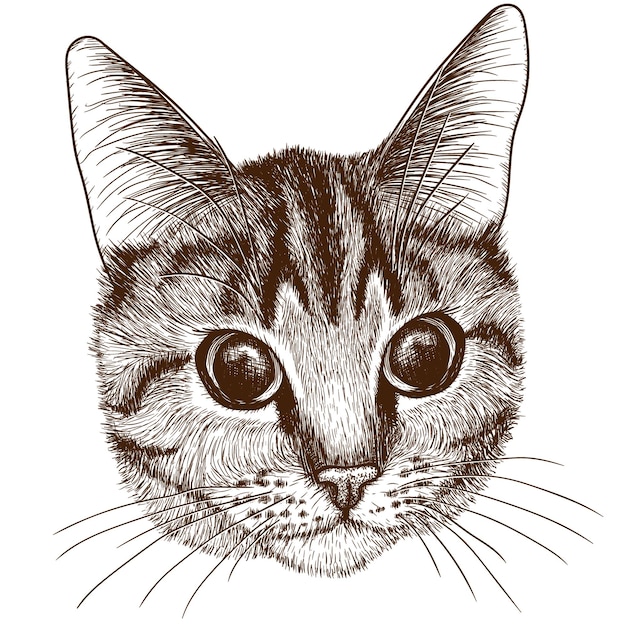 Graphic linear head of a tabby cat in engraving style