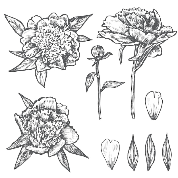 Vector graphic peony flowers bud leaves petals hand drawn vector illustration isolated on