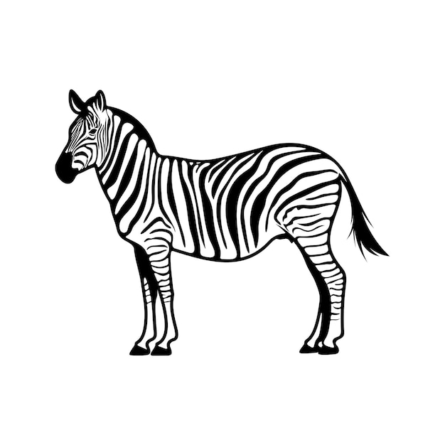 Graphical zebra isolated on white background Vector illustration Template