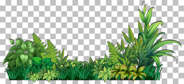 Grass and plants on transparent background for decor