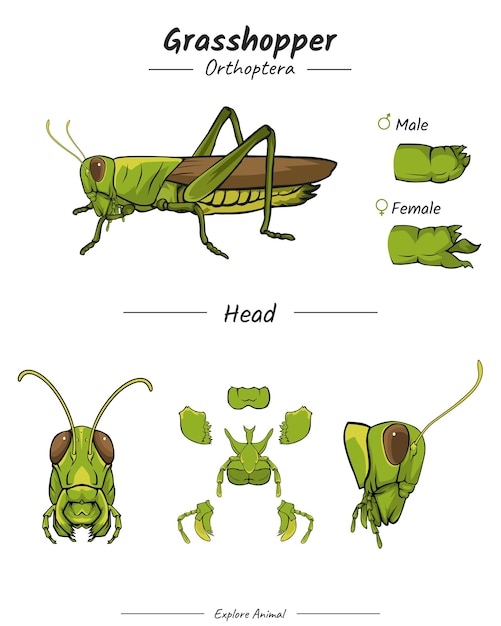 Grasshopper Head Anatomy Template