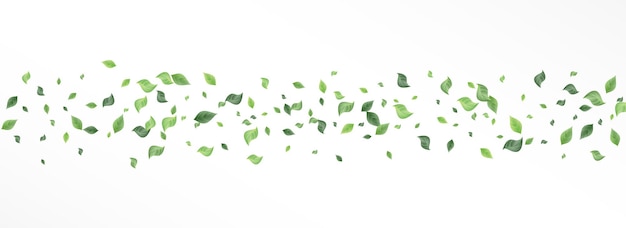 Grassy Leaf Swirl Vector Panoramic White Background Concept. Herbal Foliage Illustration. Forest Leaves Tea Poster. Greenery Blur Banner.