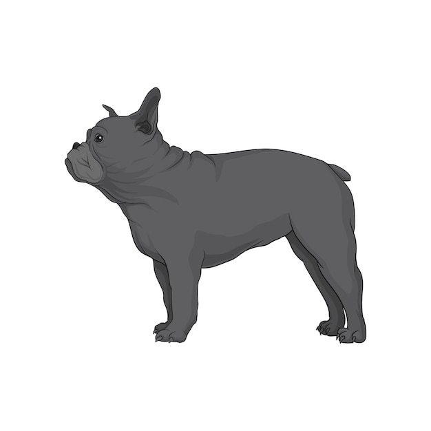 Gray boston terrier in pose Dog with wrinkled muzzle Cute home pet Cartoon vector element for banner or poster of zoo store