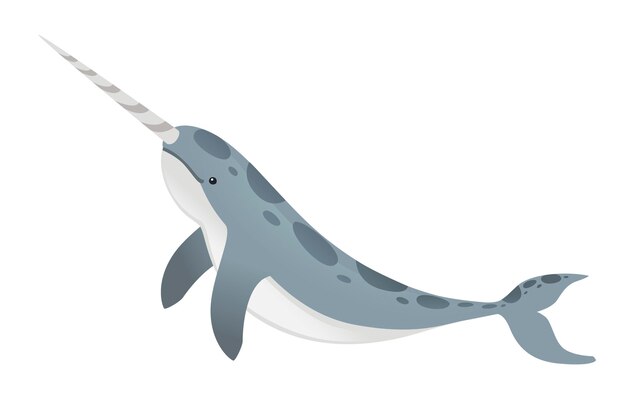 Vector gray narwhal(monodon monoceros) toothed whale with tusk cartoon sea character design flat vector illustration isolated on white background.