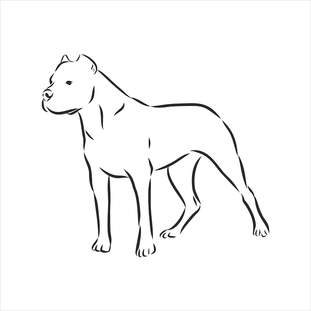 Great Dane Argentine, dog sketch, contour vector illustration