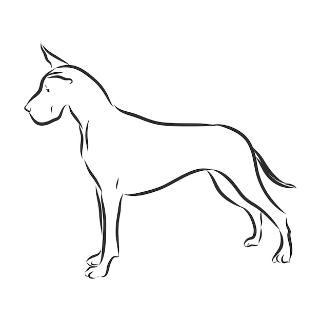 Great Dane dog vector illustration. Purebred dog vector illustration. Hand drawn dog sketch.