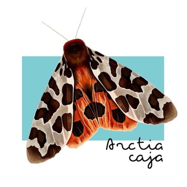 The great tiger moth or Arctia caja Vector colorful hand drawn illustration with an inscription