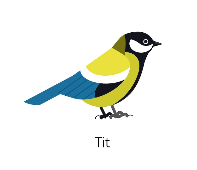 Great tit isolated on white background. Cute funny small insectivorous bird. Gorgeous wild avian species. Adorable little birdie. Modern vector illustration in trendy flat geometric style.