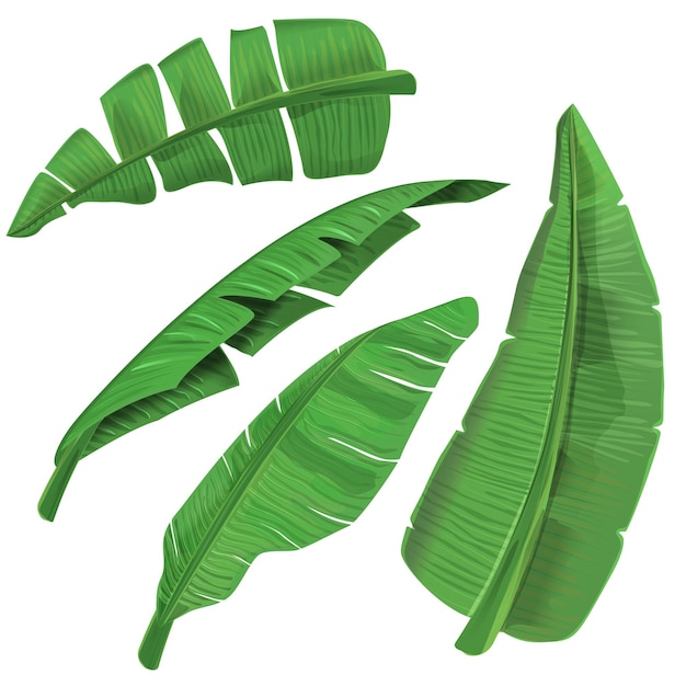 Green Banana Leaf