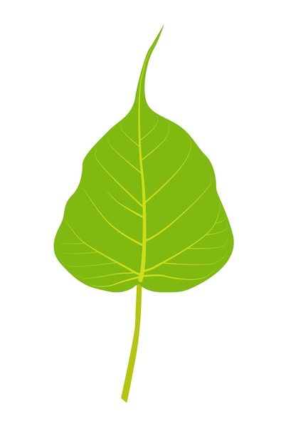 Green banyan tree leaf on white background