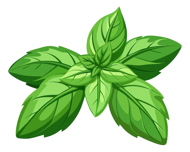 Vector green basil vegetable vector illustration on white background