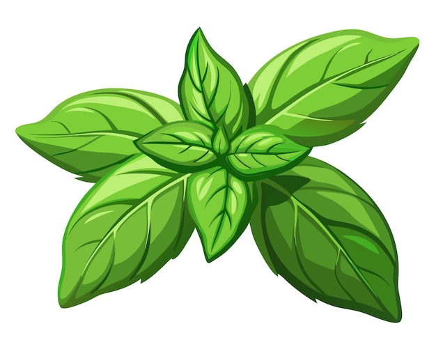 Vector green basil vegetable vector illustration on white background