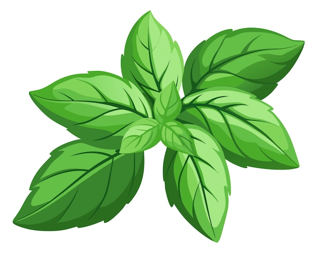 Vector green basil vegetable vector illustration on white background