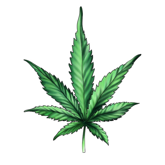 Green cannabis leaf cannabis leafMarijuana