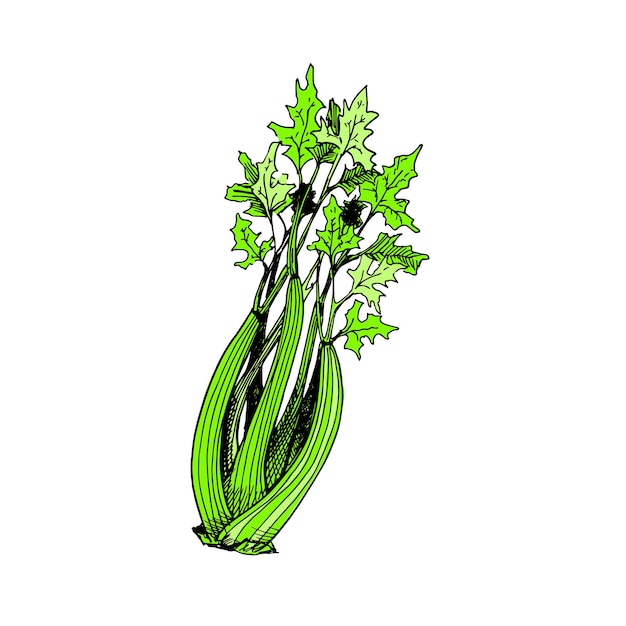 Green celery Color cartoon vegetable Illustration isolated on white Handdrawn vector sketch