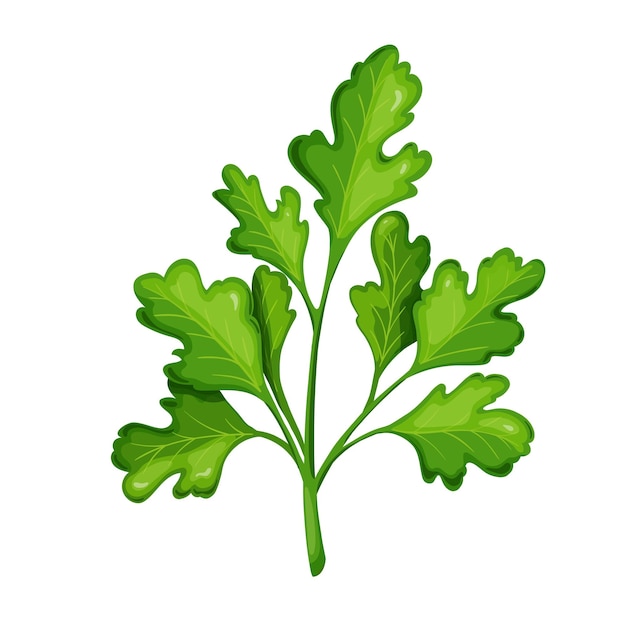 Green cilantro, vegetarian food, healthy menu. Herbs spice, salad and meals. Isolated vector illustration in cartoon style.