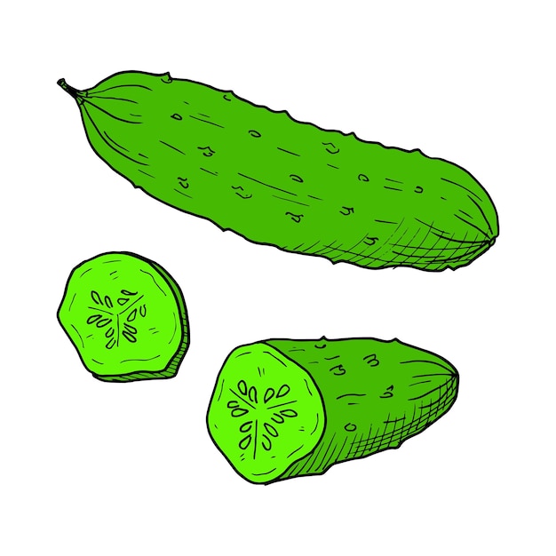 Green cucumber Handdrawn sketch Vector illustration isolated on white