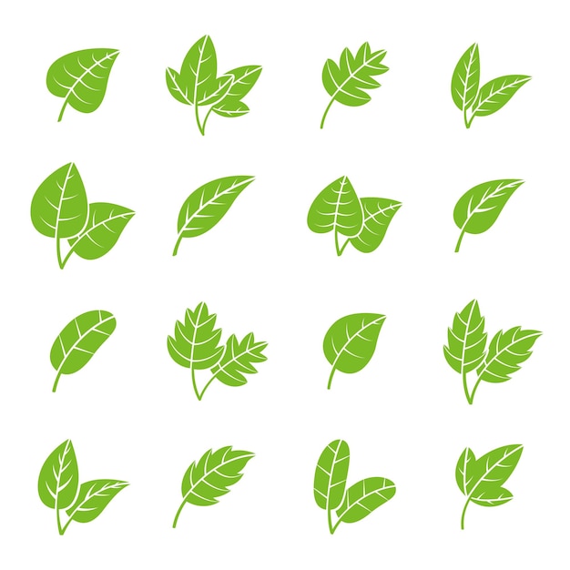 Green eco leaves Pharmacy leaf logo fresh tree foliage elements Natural bio icons isolated mint tea plants Herbal organic recent vector collection