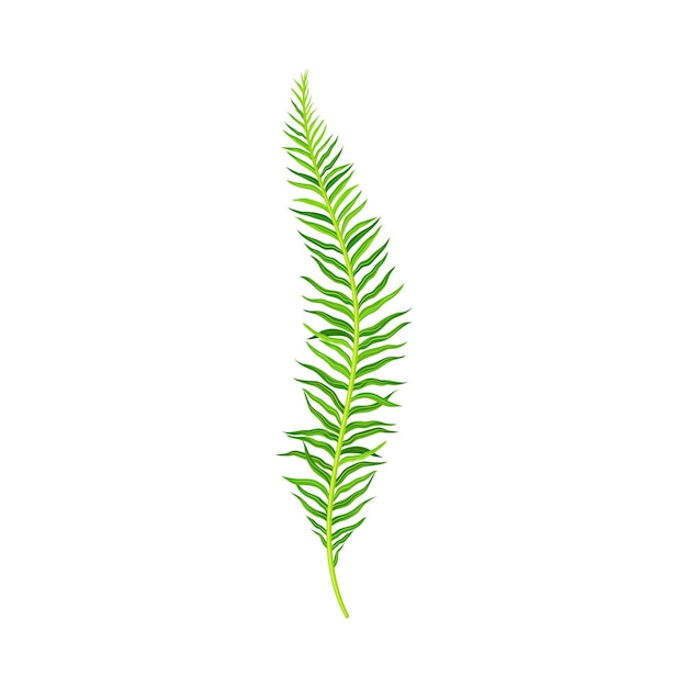 Green fern as vascular plant with stem and complex leaves vector illustration