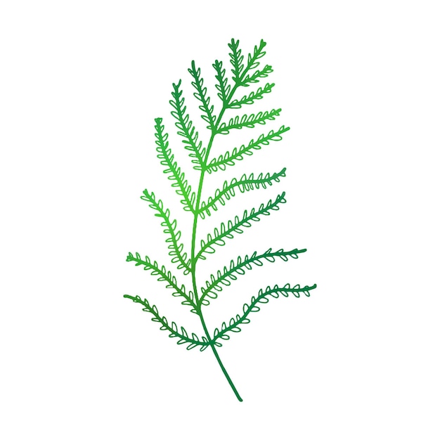 Green fern leaf in doodle style Vector