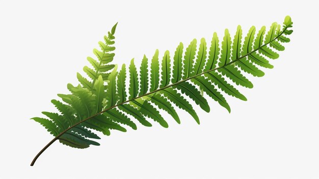 a green fern leaf with a white background