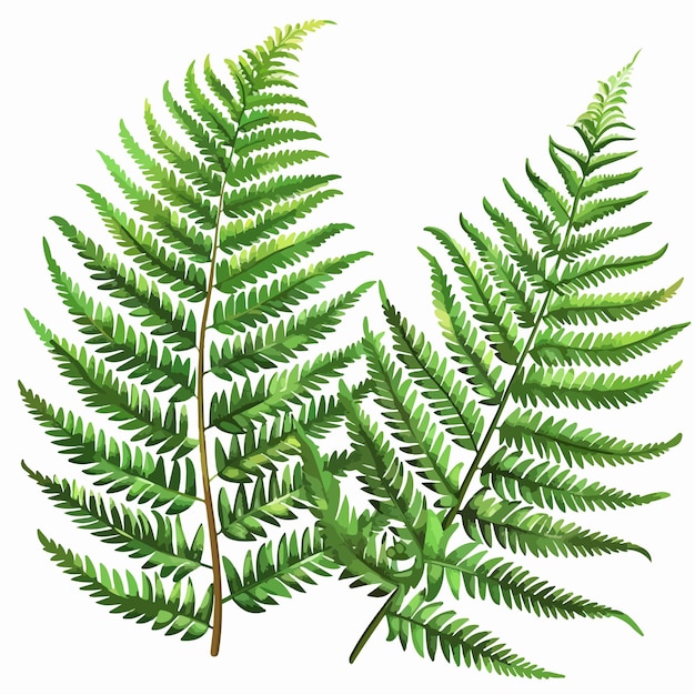 Vector a green fern with a white background with a green leaf