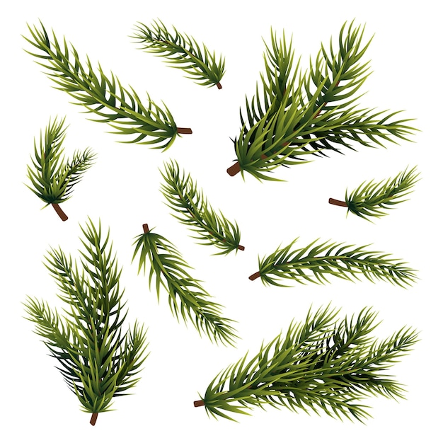 Green fir branches Christmas tree branch isolated pine plant Xmas or new year decorations realistic conifer or spruce forest swanky vector elements