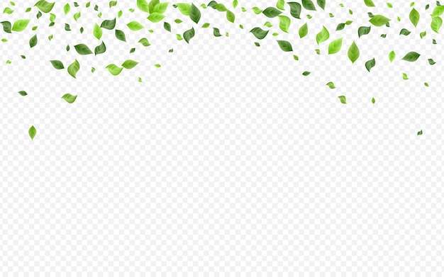 Green Foliage Organic Vector Transparent