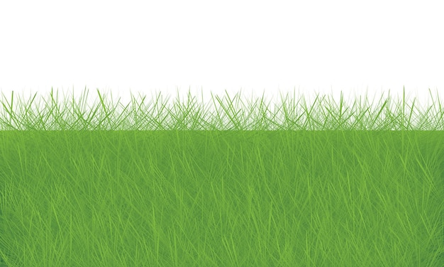 Green grass background with space for text or image Vector illustration