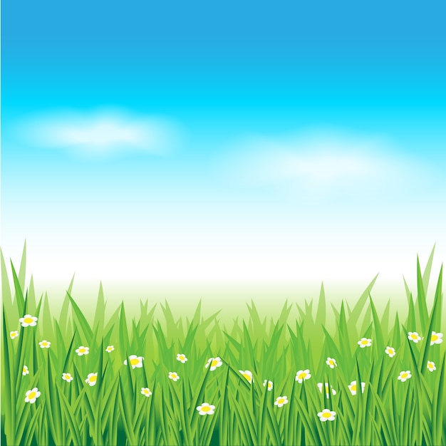 Green grass and blue sky background