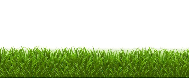 Green Grass Border White Background