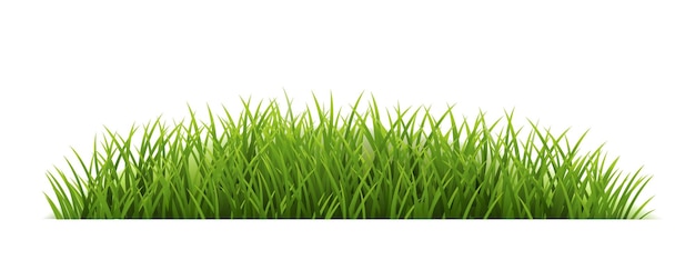 Green Grass Border With White Background