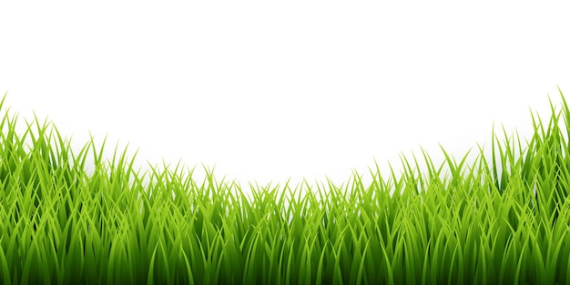 Green grass border