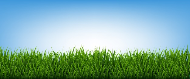 Green Grass Frame And Blue Sky Background, Vector Illustration