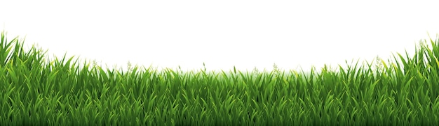 Green Grass Frame And White Background